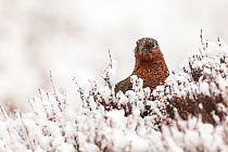 Red grouse (Lagopus lagopus scoticus) close-up of female amongst heather in snow, Scotland, UK. March.