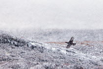 Red Grouse (Lagopus lagopus scoticus) male in flight over heather moor in blizzard, Scotland, UK.