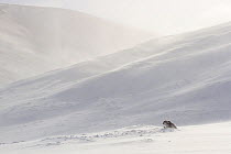 Mountain hare (Lepus timidus) in winter coat in snow-covered upland habitat, Scotland, UK.