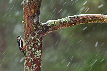 Great Spotted Woodpecker (Dendrocopos major) perched on side of pine trunk in falling snow, Scotland, UK.