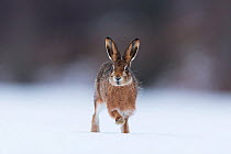 Brown hare (Lepus timidus) adult running across snow-covered field, Scotland, UK.