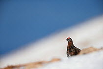 Red Grouse (Lagopus lagopus scoticus) male with white flecks in plumage in high upland habitat, Cairngorms, Scotland, UK.
