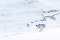 Mountain hare (Lepus timidus) in winter coat running across snow-covered upland, Scotland, UK. January.