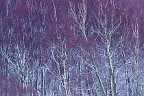 Silver birch (Betula pendula) trees in winter , Scotland, UK. December.
