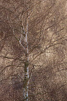Silver birch (Betula pendula) tree in winter , Scotland, UK. December.