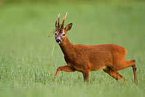 Roe deer (Capreolus capreolus) buck with vegetation on antlers in rutting season, Scotland, UK. August.