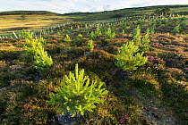 Planted Scots pine spalings (Pinus sylvestris) growing in area of nwly planted woodland near Duthil, Cairngorms National Park, Scotland, UK, July 2016.