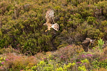 Hen Harrier (Circus cyaneus) adult female and recently fledged chick in moorland habitat , Scotland, UK. July.