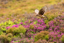 Hen Harrier (Circus cyaneus) adult female in flight over heather moorland , Scotland, UK. July.