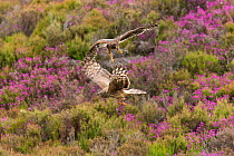 Hen Harrier (Circus cyaneus) adult female and recently fledged chick in moorland habitat, Scotland, UK. July.