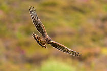 Hen harrier (Circus cyaneus) recently fledged chick in flight, Scotland, UK. July.