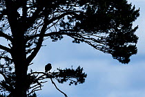 Hen harrier (Circus cyaneus) adult female silhouetted perched in Scots pine tree, Scotland, UK. July.
