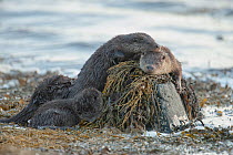 European river otter (Lutra lutra) family sleeping on the shore, Shetland, Scotland, UK, February.