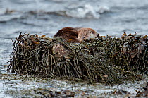 European river otter (Lutra lutra) sleeping on seaweed covered rock, Shetland, Scotland, UK, July. Small repro only.
