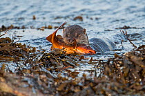 European river otter (Lutra lutra) bringing Atlantic cod (Gadus morhua) ashore, Shetland, Scotland, UK, July. Small repro only.