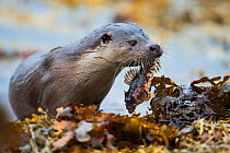 European river otter (Lutra lutra) carrying a Scorpionfish (Taurulus bubalis) ashore, Shetland, Scotland, UK, March.
