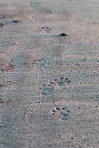 European river otter (Lutra lutra) footprints in the sand, Shetland, Scotland, UK, February. Small repro only.