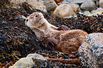 European river otter (Lutra lutra) sleeping on rocky shore, Shetland, Scotland, UK, July.