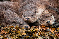A family of otters rest on the intertidal seaweed. European river otter (Lutra lutra) Shetland, Scotland, UK, July.