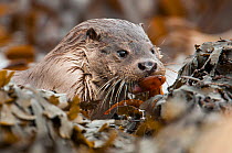 European river otter (Lutra lutra) coming ashore with a butterfish, Shetland, Scotland, UK, July.