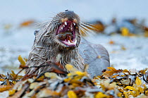European river otter (Lutra lutra) feeding on eelpout, Shetland, Scotland, UK, August.