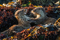 European river otter (Lutra lutra) cubs play fighting, Shetland, Scotland, UK, May.