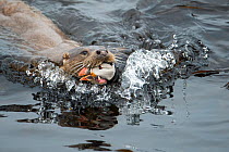 European river otter (Lutra lutra) coming ashore with Atlantic puffin (Fratercula arctica), Shetland, Scotland, UK, June.
