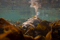 European river otter (Lutra lutra) swimming over kelp, Shetland, Scotland, UK, April.