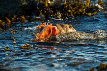 European river otter (Lutra lutra) female bringing scorpionfish ashore, Shetland, Scotland, UK, October.