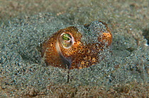 Little cuttlefish (Sepiola atlantica) buried in sand, Scotland, UK, August.
