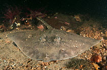 Thornback ray (Raja clavata) in a Special Area of Conservation, Loch Creran, Argyll and Bute, Scotland, UK, December.