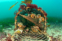 Hermit crabs (Pagurus bernhardus) in lost lobster pot / creel, Orkney, Scotland, UK, January.