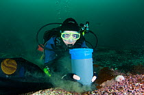 Scientist from the Heriot Watt scientific dive team taking samples to assess the biodiversity of a Marine Protected Area, Shetland, Scotland, UK, September 2012.