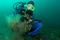Scientist from the Heriot Watt scientific dive team collecting Horse mussel (Modiolus modiolus) samples to assess biodiversity. Within a Marine Protected Area, Shetland, Scotland, UK, September 2012.