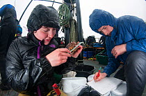 Scientists from Heriot Watt University measuring Horse mussels (Modiolus modiolus), a priority marine feature. Within a Marine Protected Area, Shetland, Scotland, UK, September 2012.