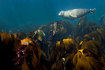Grey seal (Halichoerus grypus) swimming over kelp forest, Shetland, Scotland, UK, August.