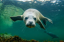Grey seal (Halichoerus grypus) swimming towards camera, Orkney, Scotland, UK, August.