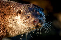 European river otter (Lutra lutra)  close up portrait, Shetland, Scotland, UK, February.