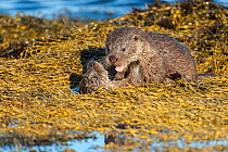 European river otter (Lutra lutra) cubs aged four months, play fighting amongst seaweed, Shetland, Scotland, UK, February.