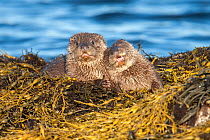 European river otter (Lutra lutra) cubs aged four months, on Knotted wrack seaweed, Shetland, Scotland, UK, February.