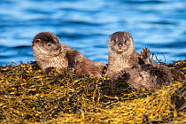 European river otter (Lutra lutra) cubs aged four months play fighting on Knotted wrack seaweed, Shetland, Scotland, UK, February.