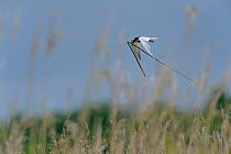 Common tern (Sterna hirundo) in flight with grass for the nest, Brenne, France, May.