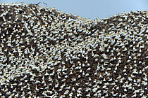 Northern gannet (Morus bassanus) colony, Les Sept Iles, Perros Guirec, Brittany, France, June.
