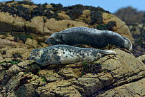 Grey seals (Halichoerus grypus) hauled out on the coast of Les Sept Iles, Perros-Guirec, Brittany, France, June.