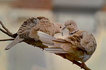 Eurasian collared dove (Streptopelia decaocto) pair on branch, Loire Atlantique, France, March