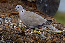 Eurasian collared dove (Streptopelia decaocto) on ground, Loire Atlantique, France, March