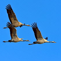 Common crane (Grus grus) group of three in flight, Lake Hornborga, Sweden , April