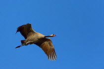 Common crane (Grus grus) in flight, Lake Hornborga, Sweden , April