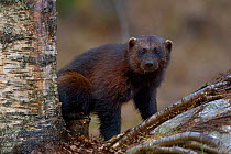 Wolverine (Gulo gulo) in forest, Finland, April.