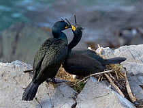 European shag (Phalacrocorax aristotelis) pair in courtship at the nest, Hornoya, Norway, May.